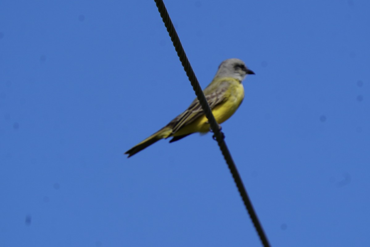 Tropical Kingbird - ML646120520