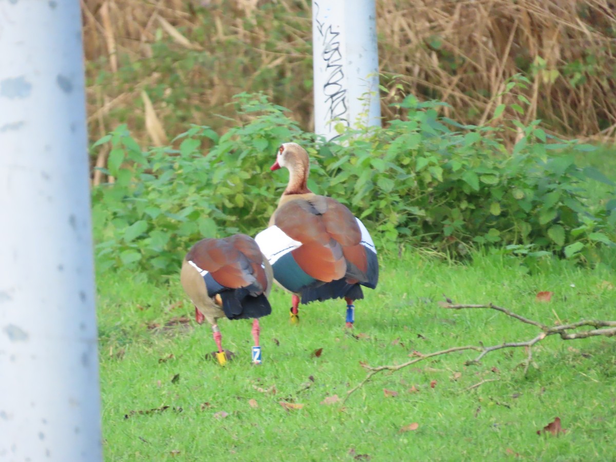 Egyptian Goose - ML646120522