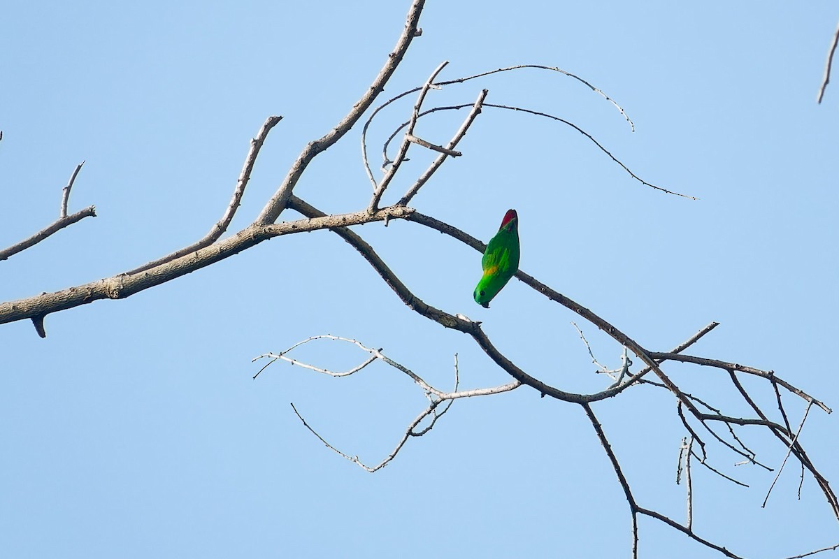 Blue-crowned Hanging-Parrot - ML646120526