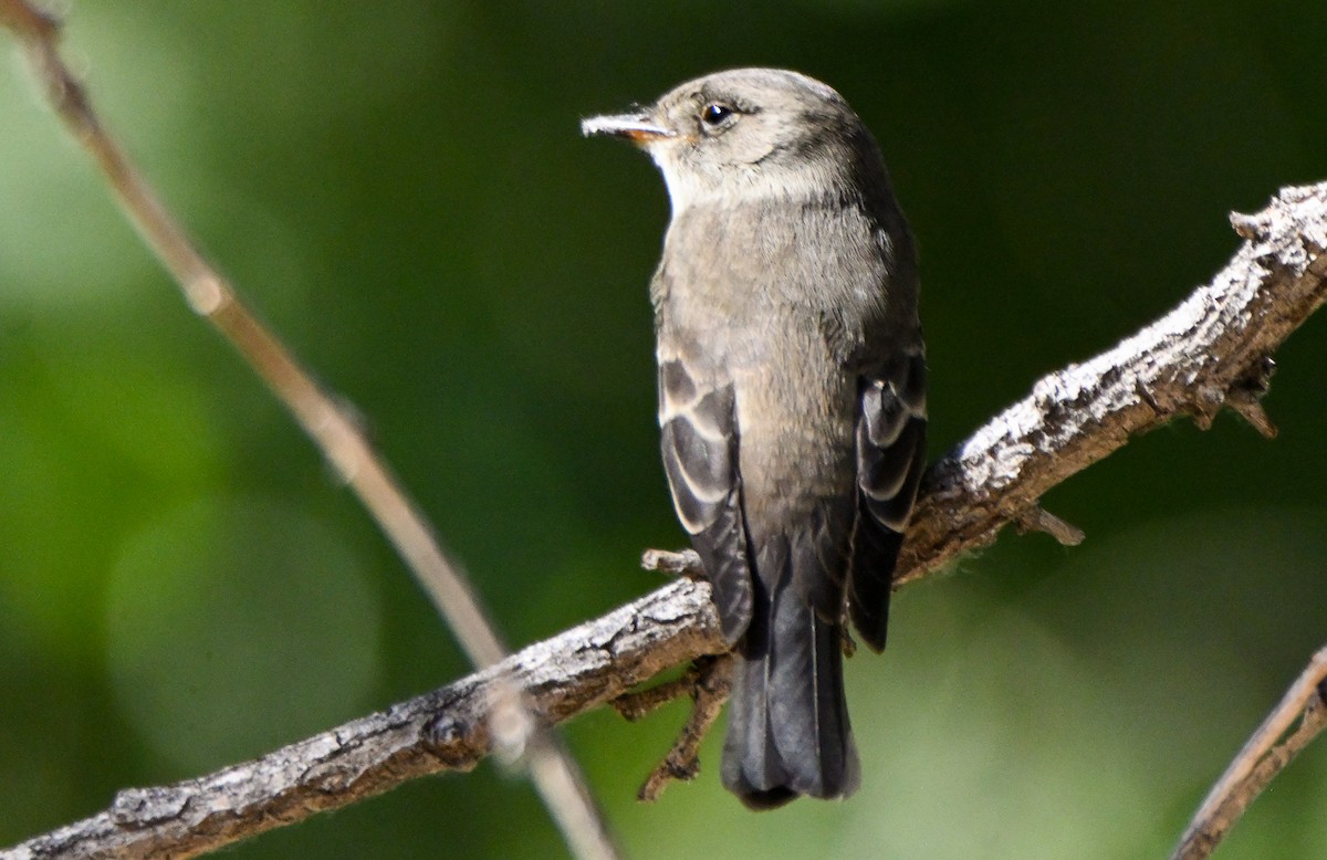 Western Wood-Pewee - ML646120527