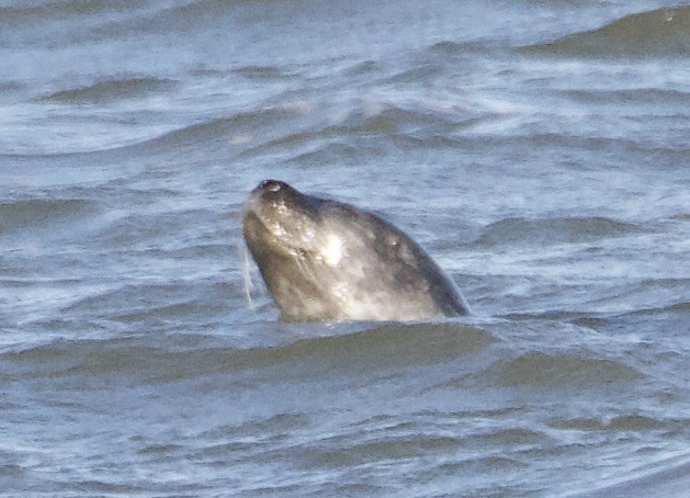 Animals - ML646120531