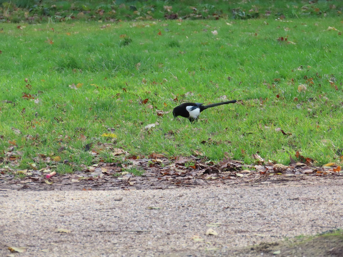 Eurasian Magpie - ML646120542