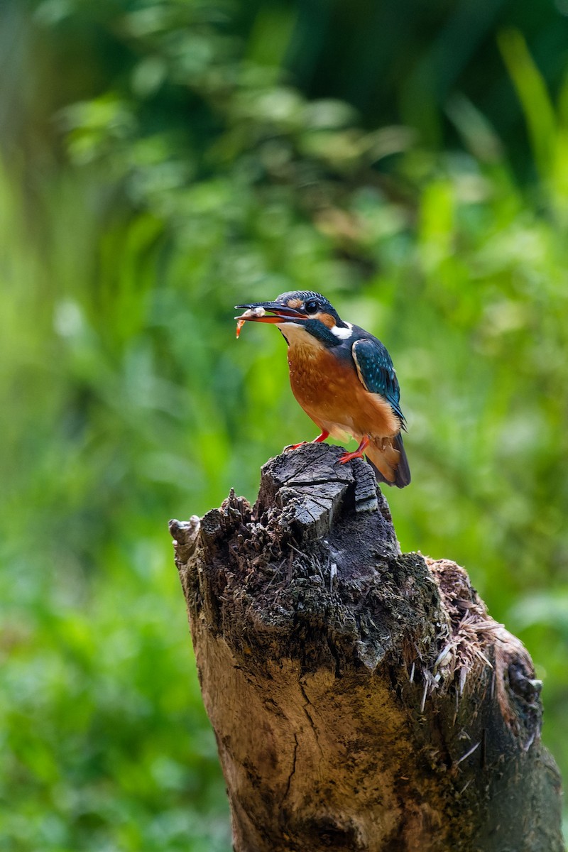 Common Kingfisher - ML646120569