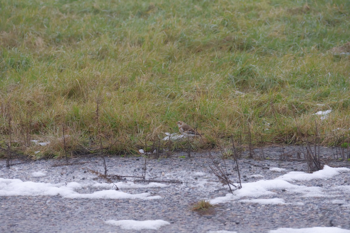 גיבתון שלג - ML646120587