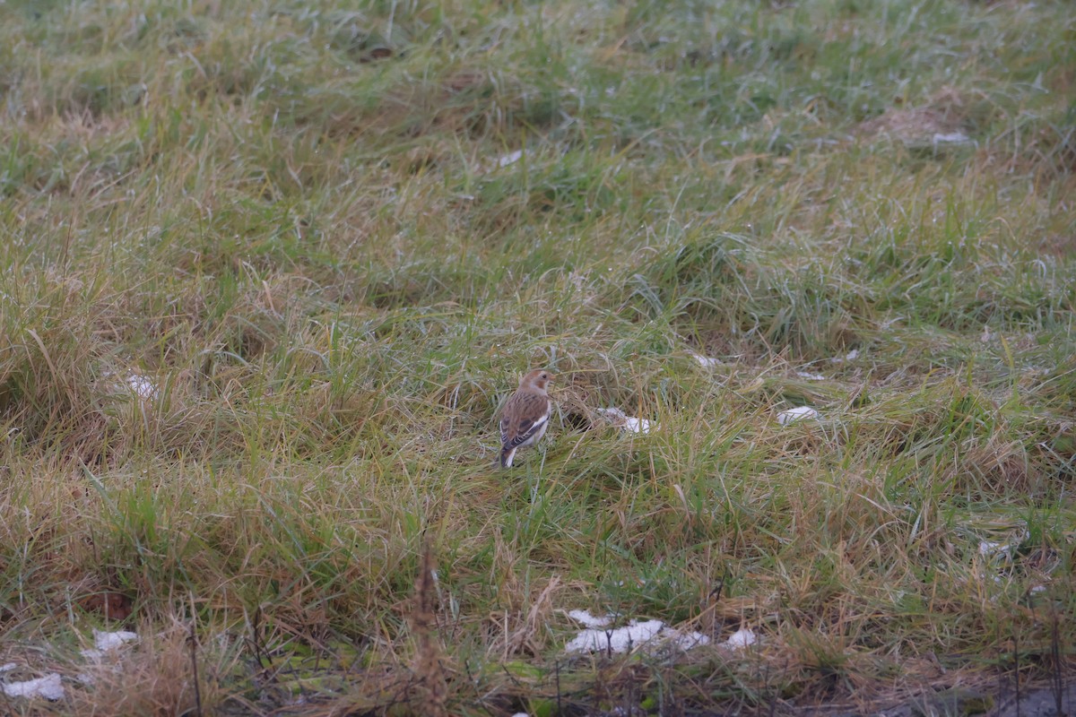 גיבתון שלג - ML646120588