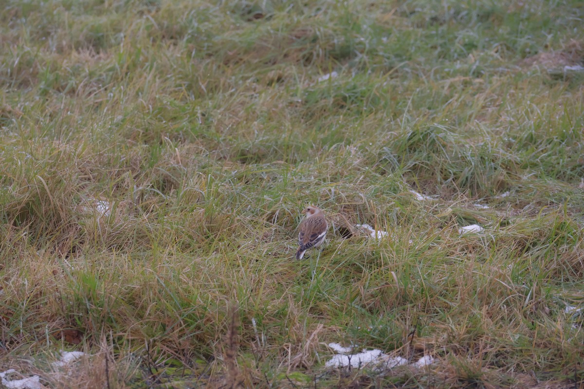 גיבתון שלג - ML646120591