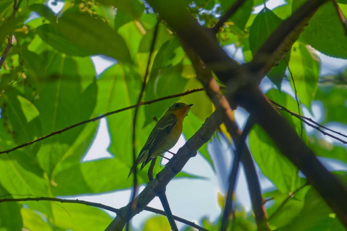 Mugimaki Flycatcher - ML646120592