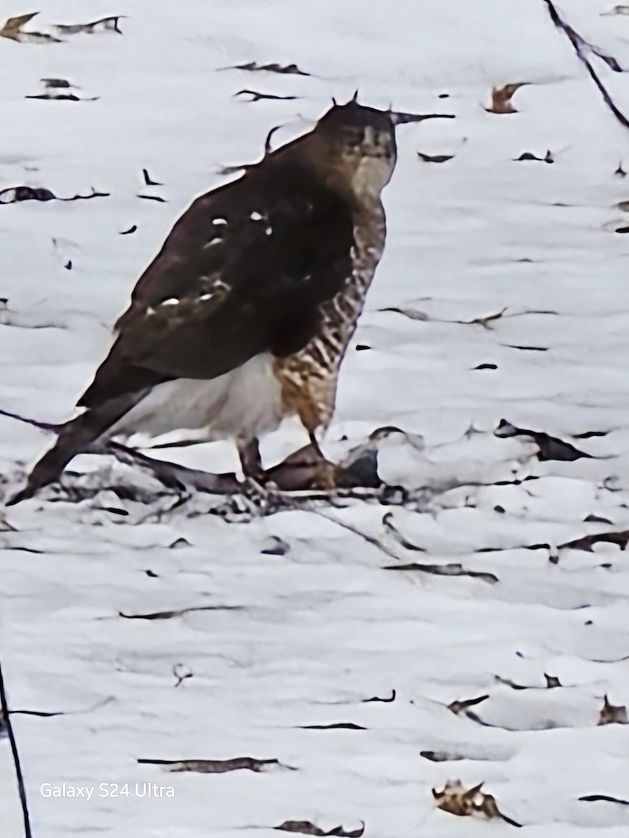 Rundschwanzhabicht - ML646120614