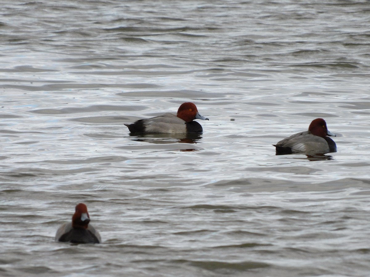 Redhead - ML646120617