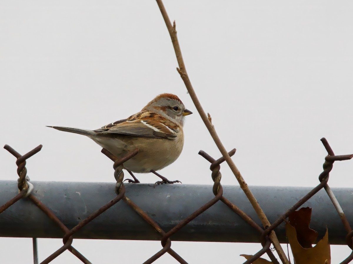 Baumammer - ML646120619