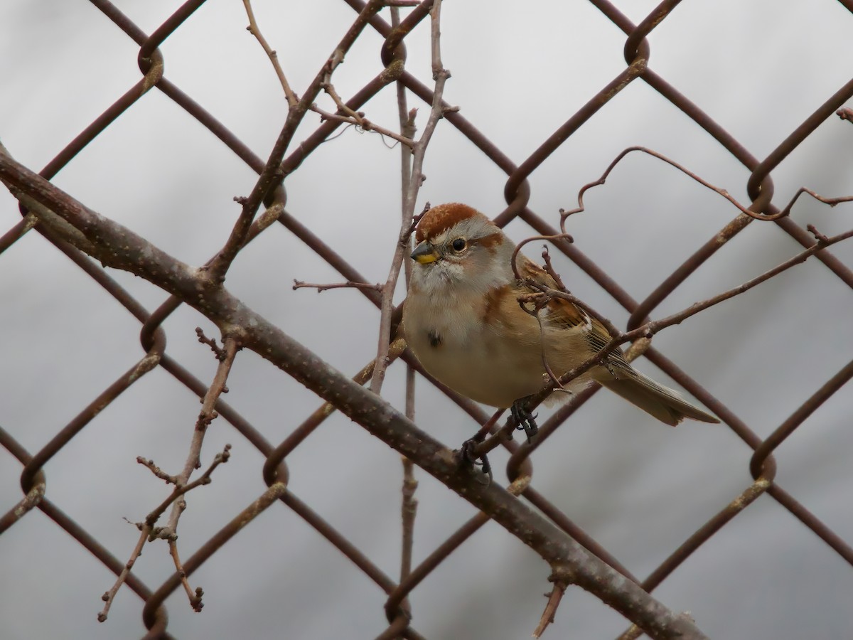 Baumammer - ML646120620