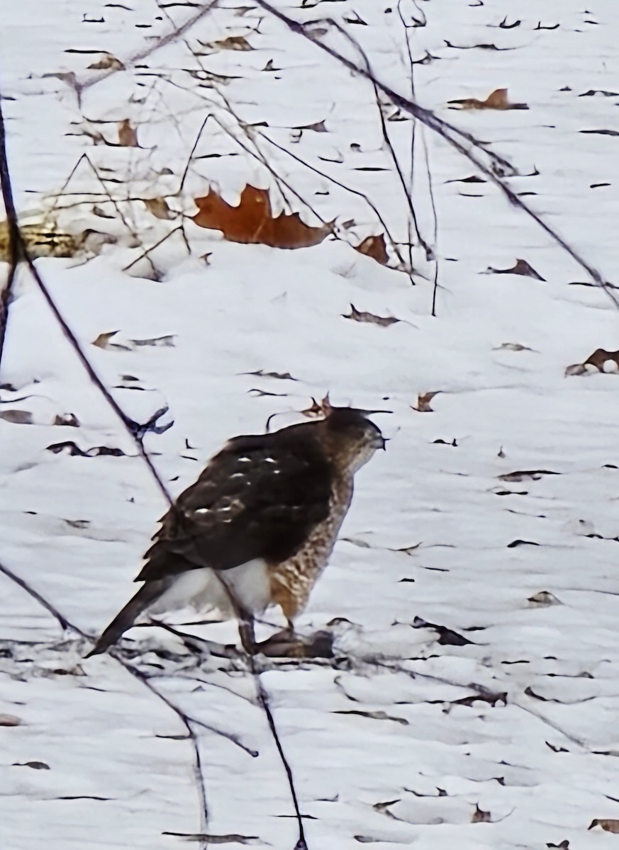 Rundschwanzhabicht - ML646120621