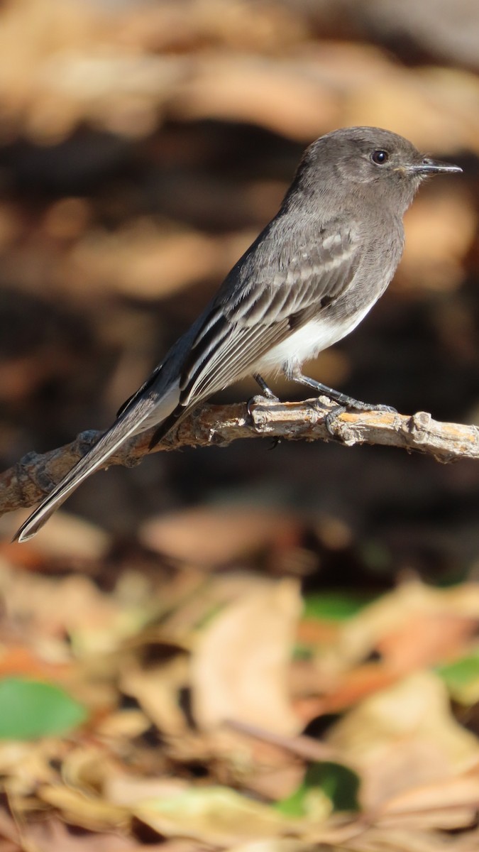Black Phoebe - ML646120623