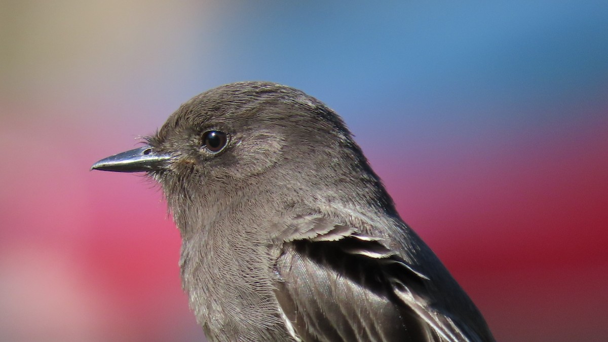 Black Phoebe - ML646120624
