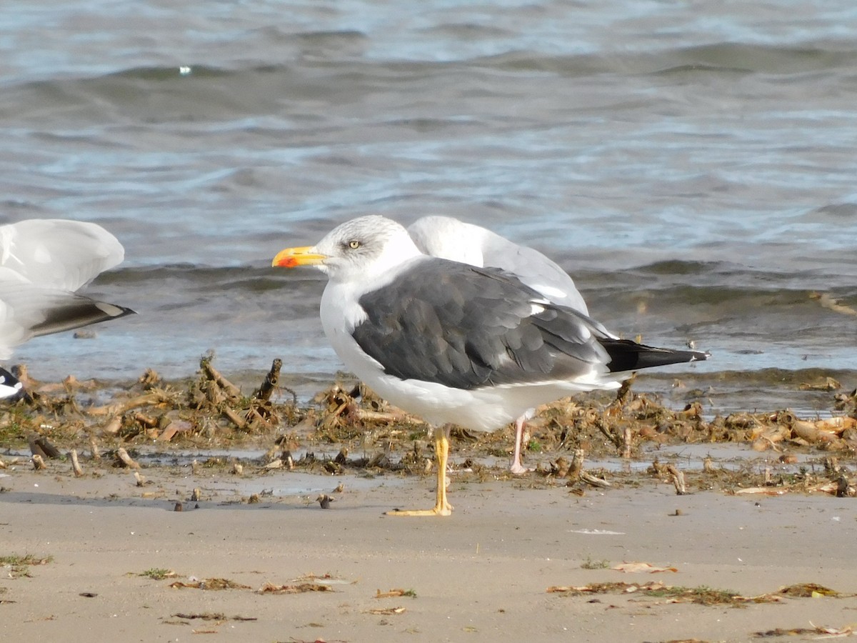 Lesser Black-backed Gull - ML646120625