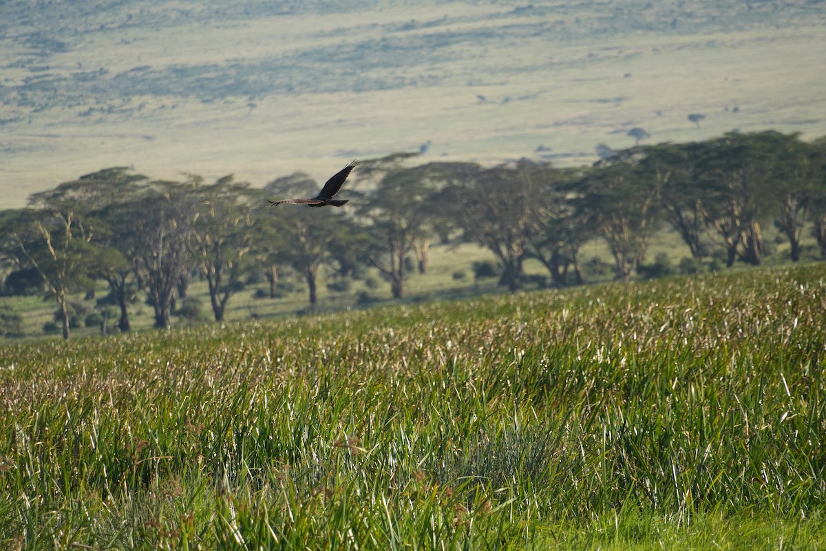 Brown Snake-Eagle - ML646120626