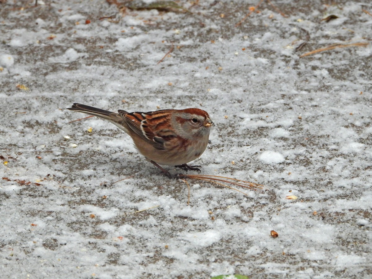American Tree Sparrow - ML646120627