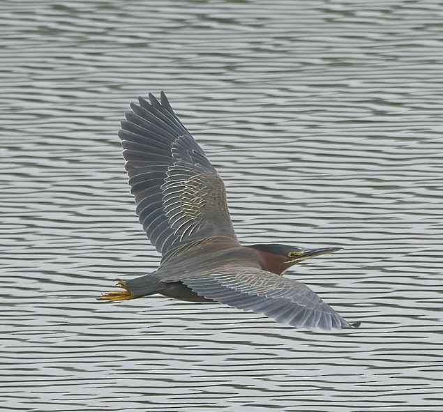 אנפית ירוקה - ML646120630