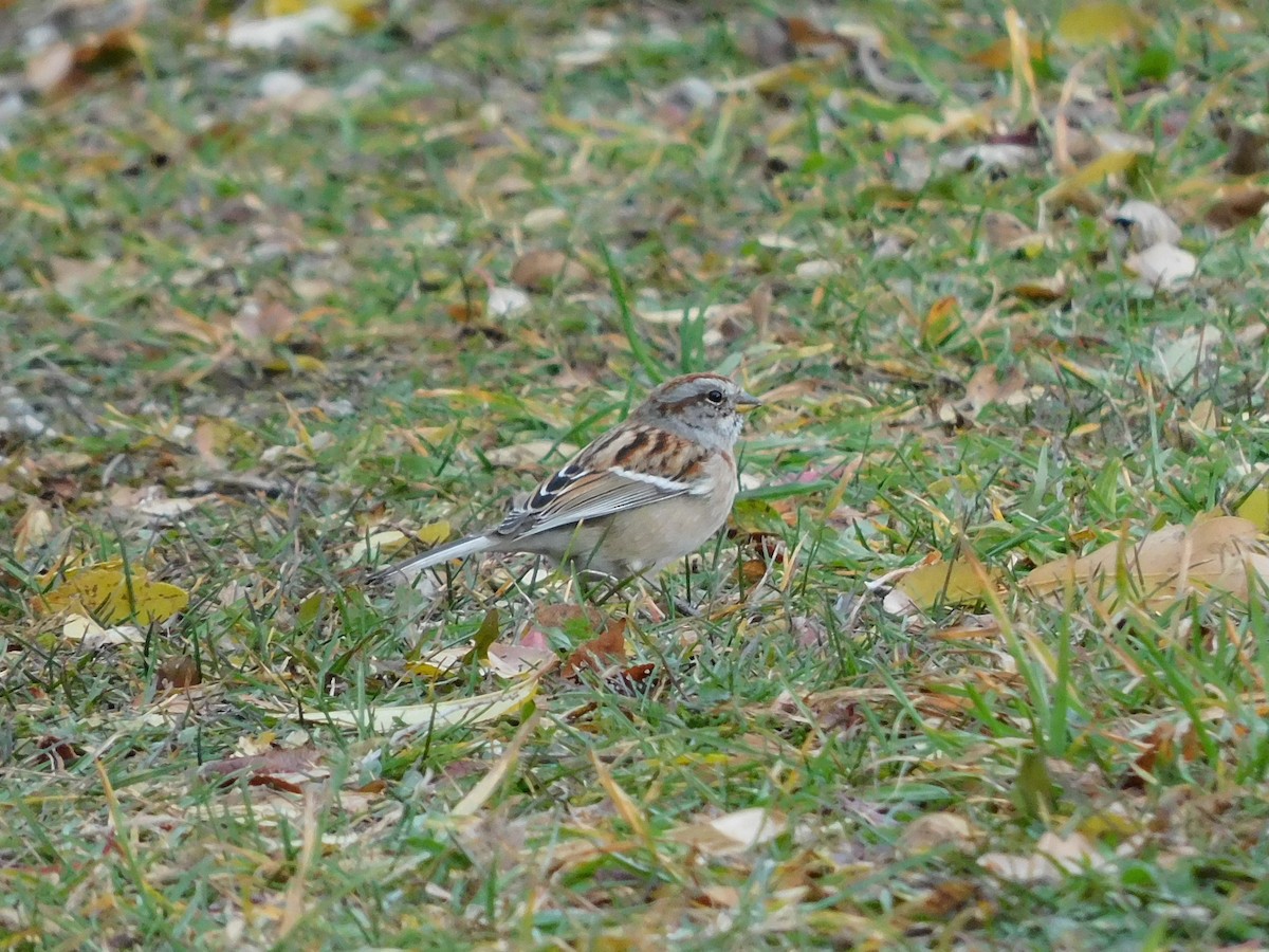 American Tree Sparrow - ML646120633