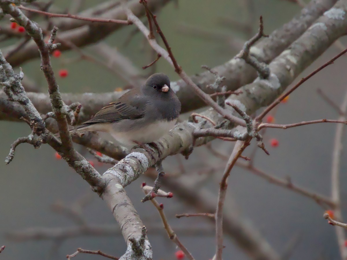יונקו כהה-עין - ML646120634