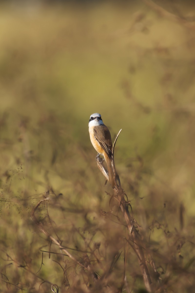 חנקן חום - ML646120637