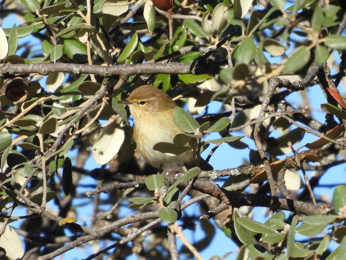 עלווית חורף - ML646120642
