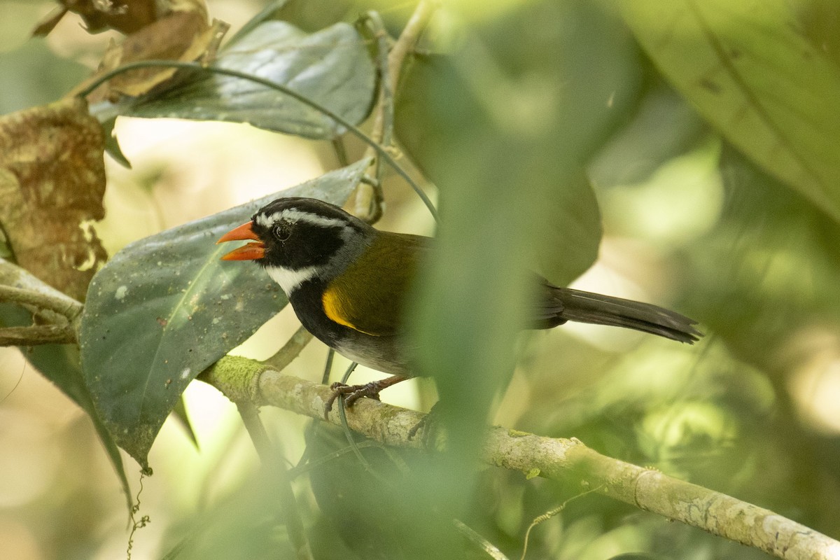 Orange-billed Sparrow - ML646120643