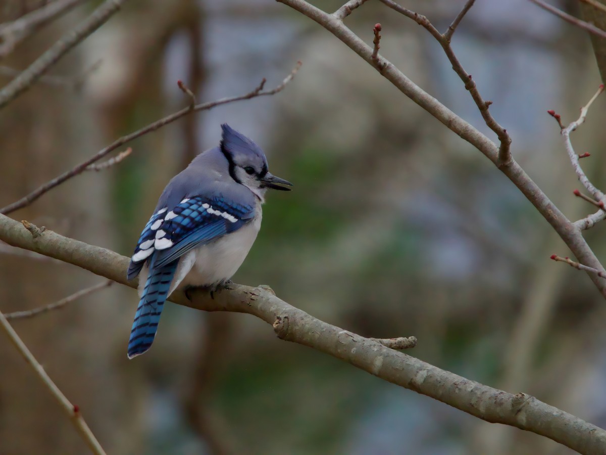 Blue Jay - ML646120644