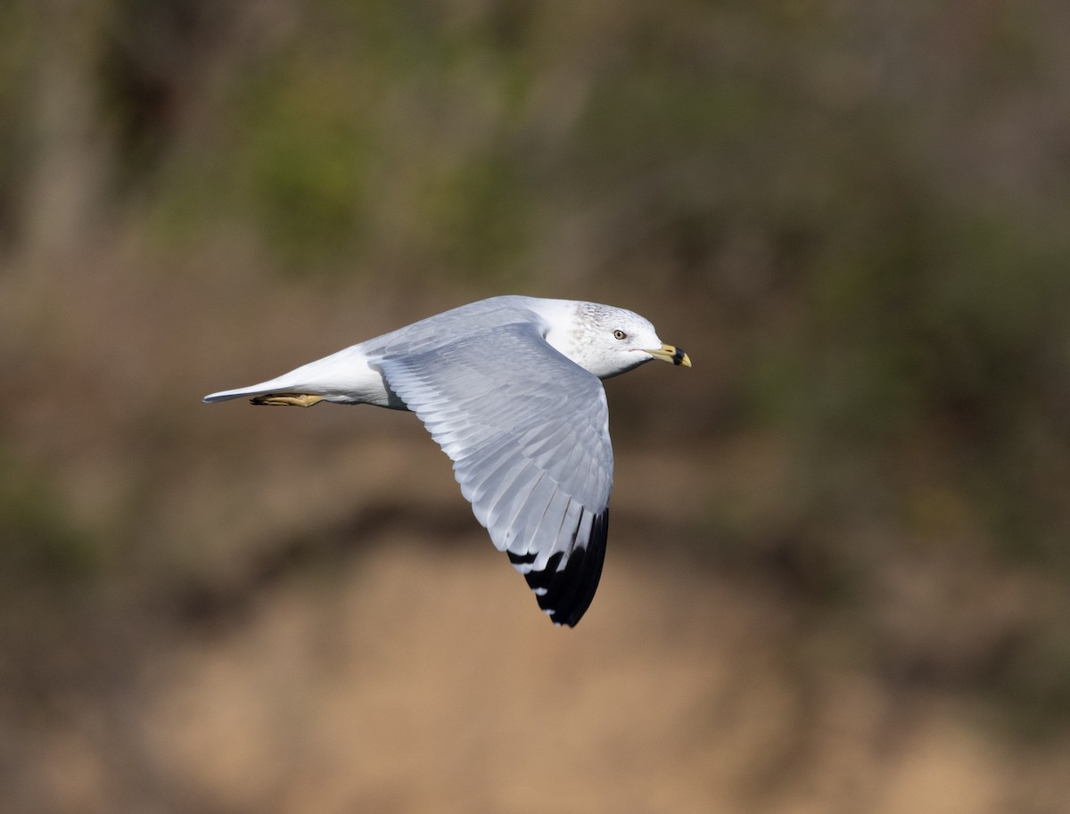 שחף עקוד-מקור - ML646120645