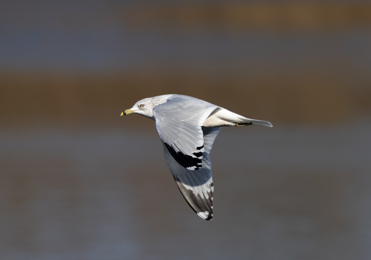 שחף עקוד-מקור - ML646120646
