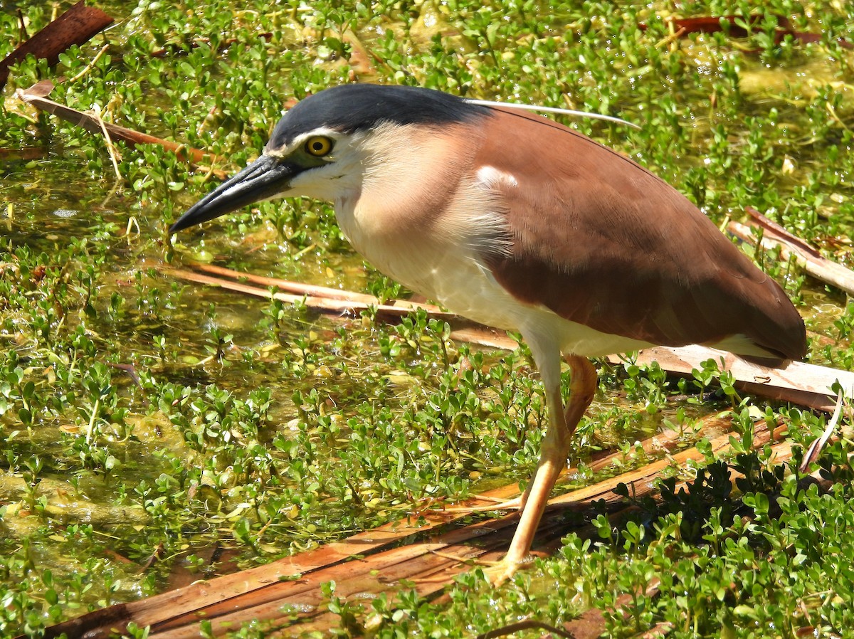 Nankeen Night Heron - ML646120647