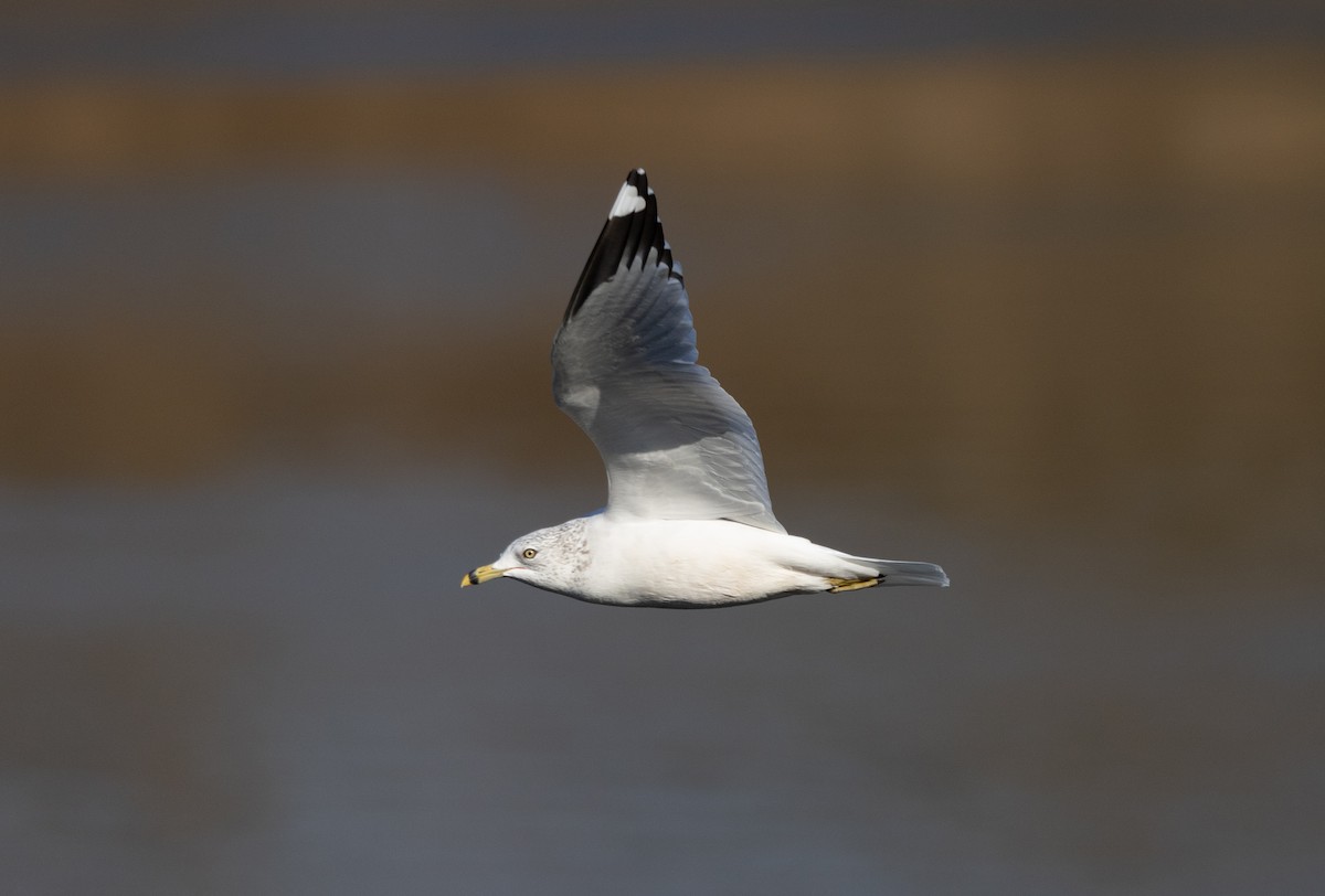 שחף עקוד-מקור - ML646120649