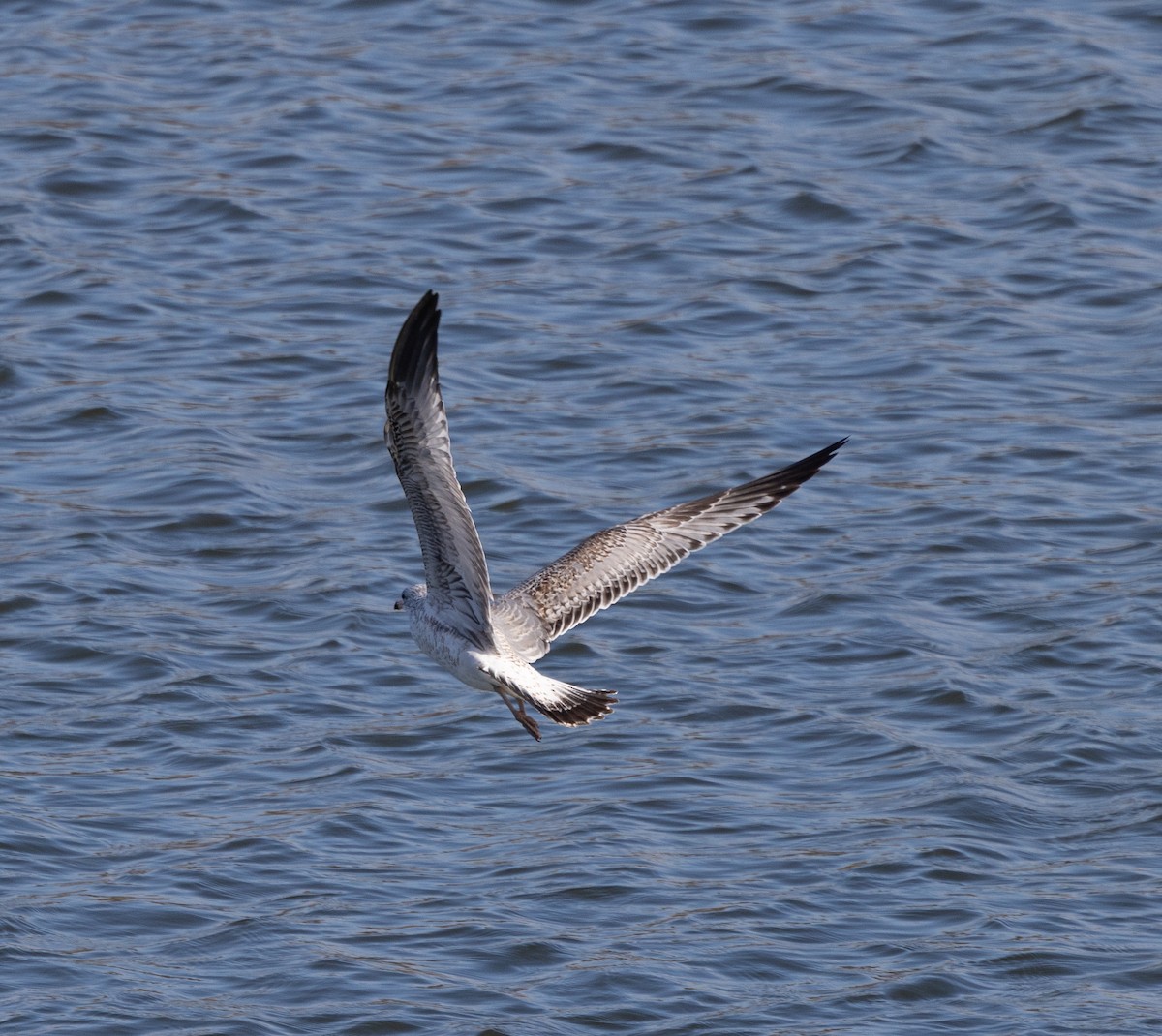 שחף עקוד-מקור - ML646120650