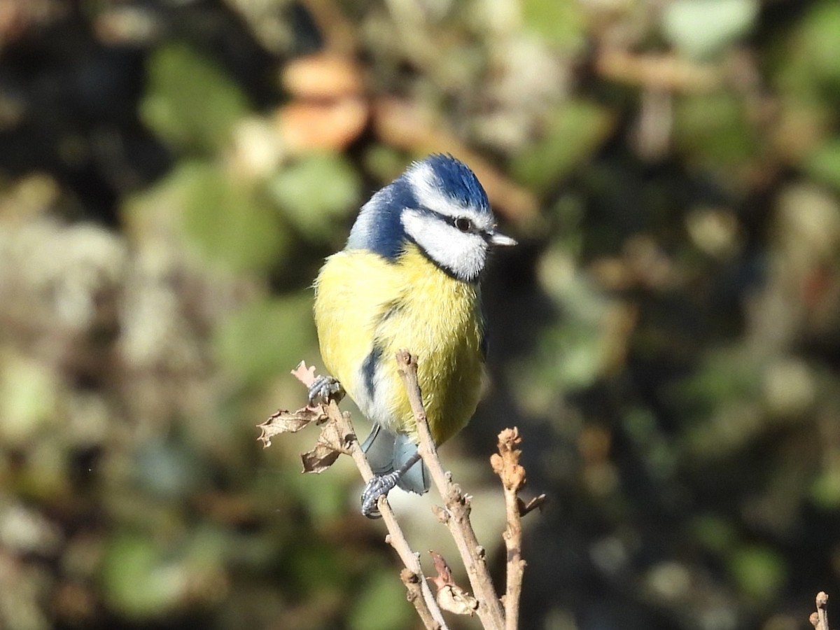 ירגזי כחול - ML646120651