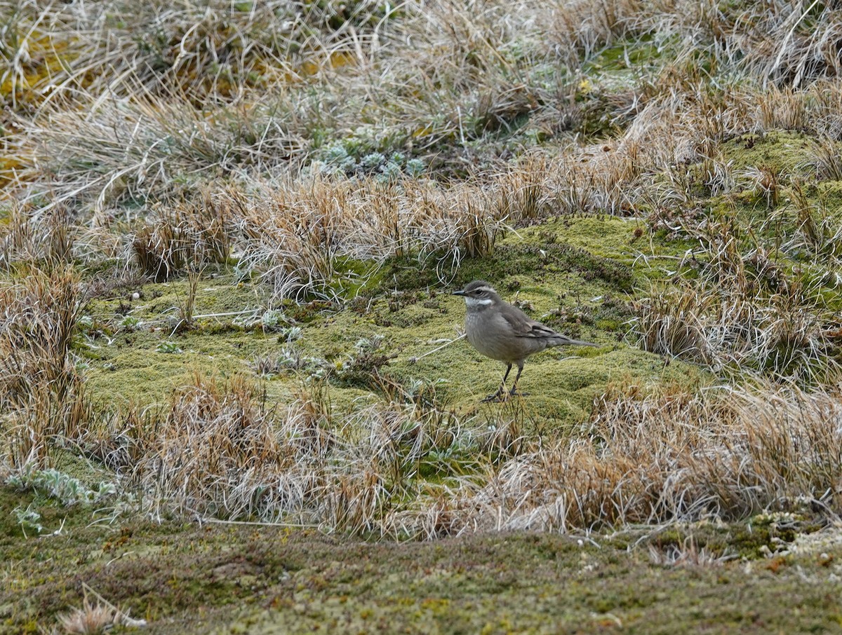 Buff-winged Cinclodes - ML646120652
