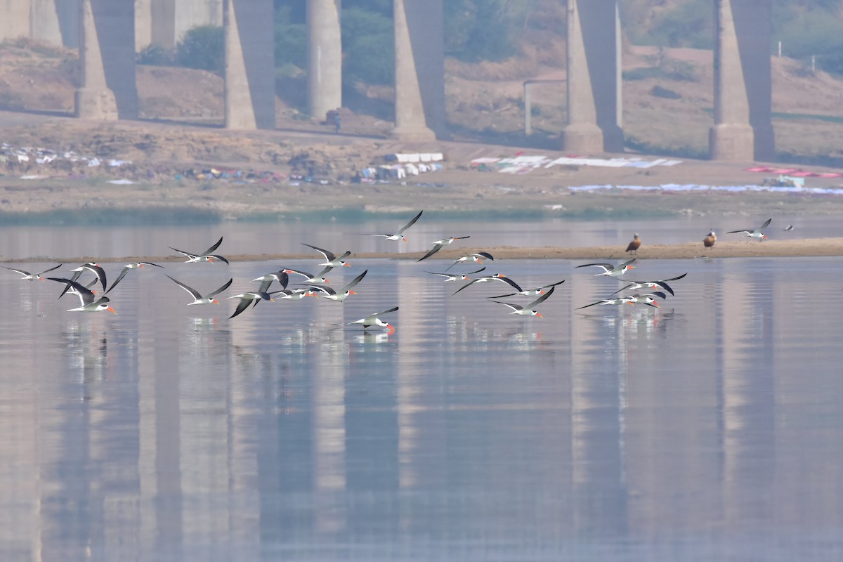 גיזרן הודי - ML646120653