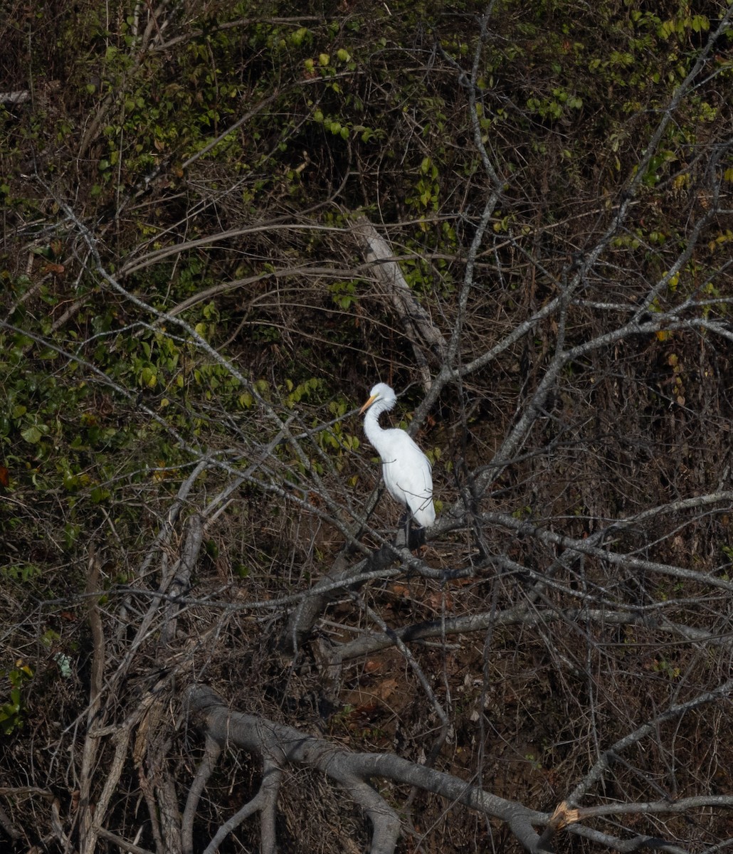 Great Egret - ML646120655