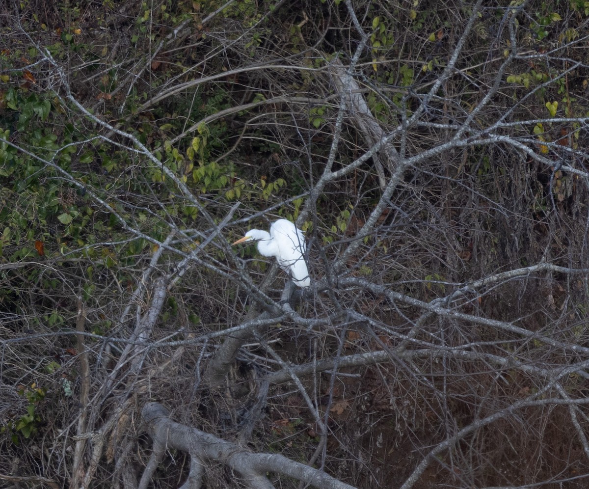 Great Egret - ML646120656