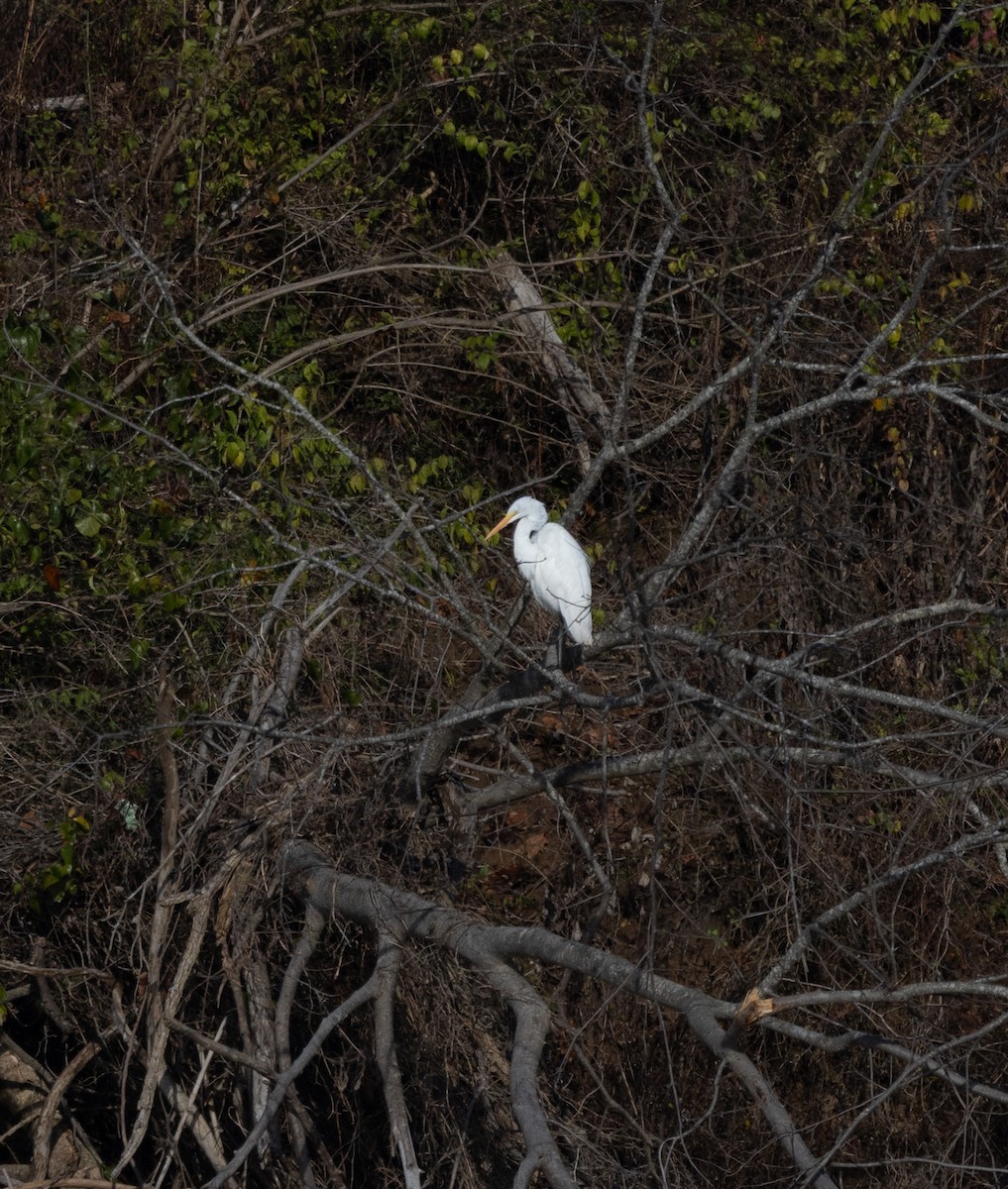 Great Egret - ML646120657