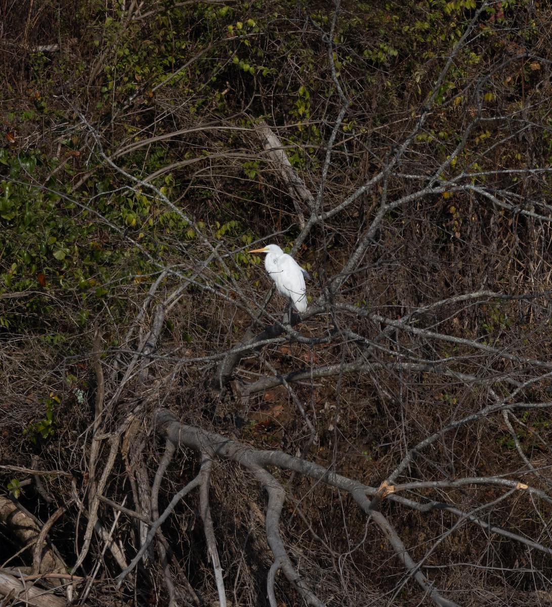 Great Egret - ML646120658