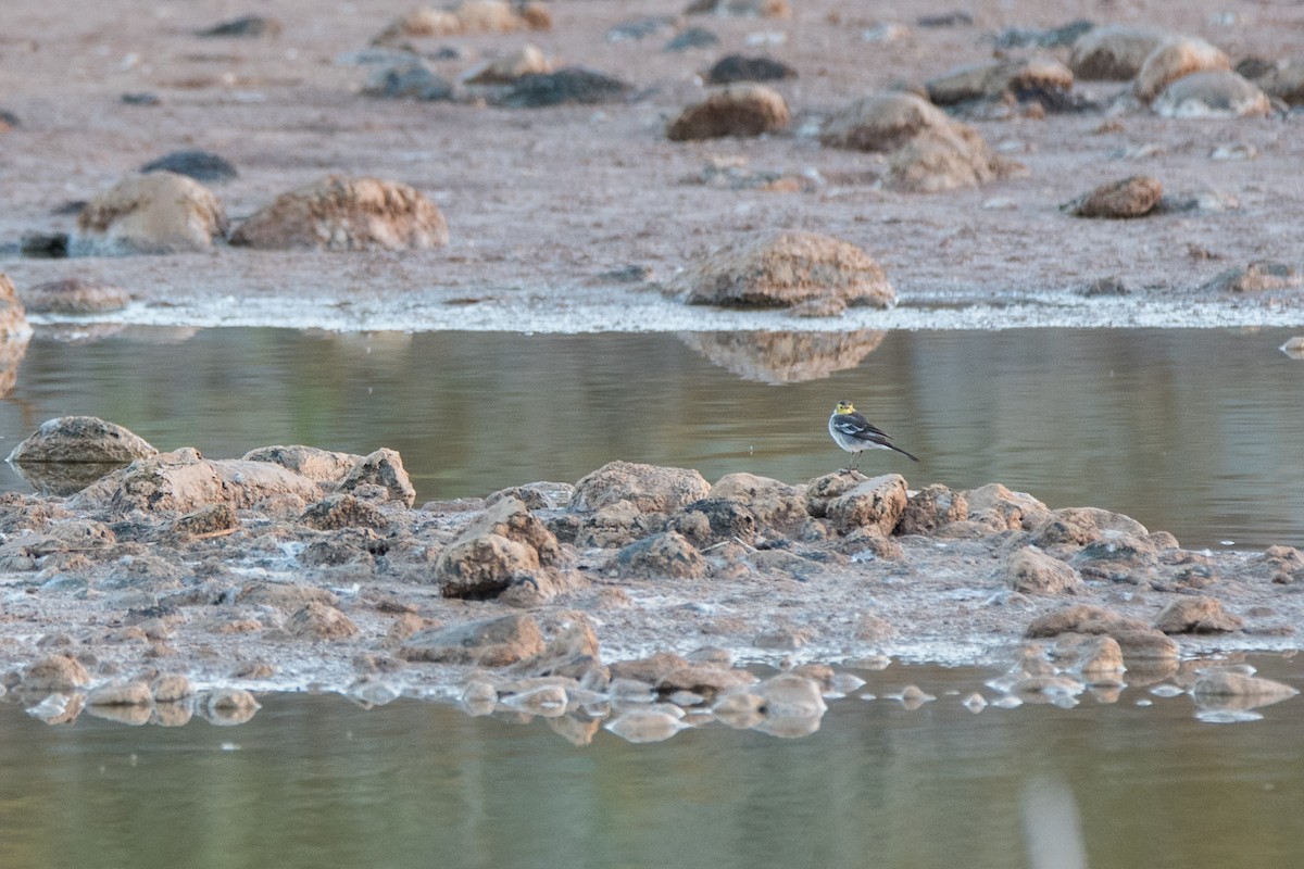 Citrine Wagtail - ML646120659