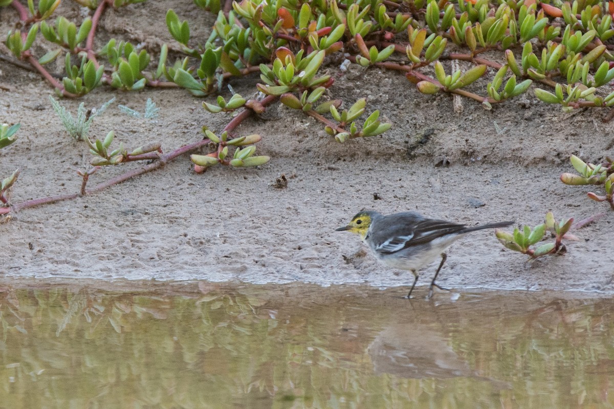 Citrine Wagtail - ML646120660