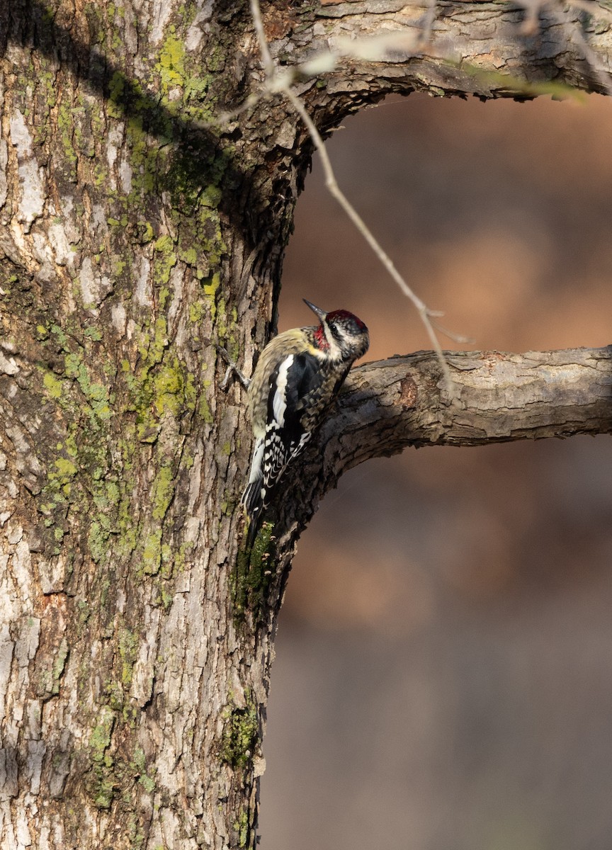 Yellow-bellied Sapsucker - ML646120666