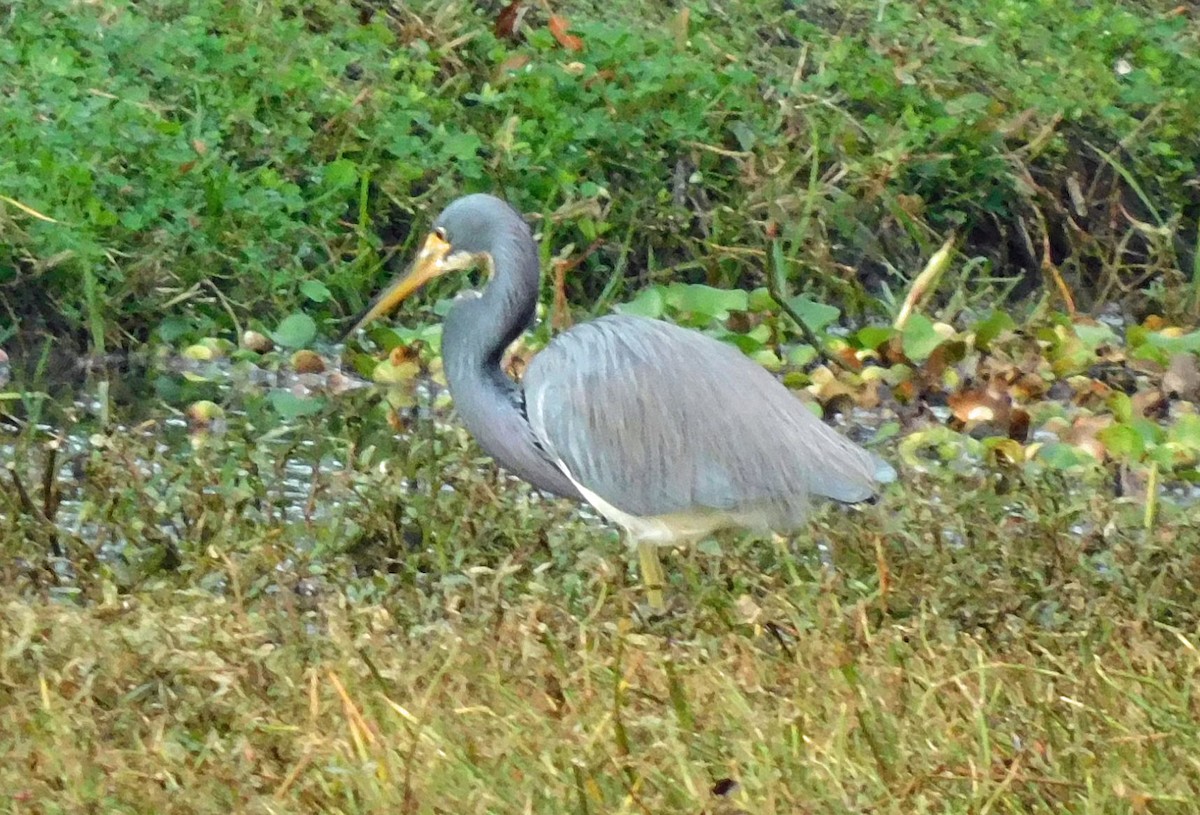Tricolored Heron - ML646120668