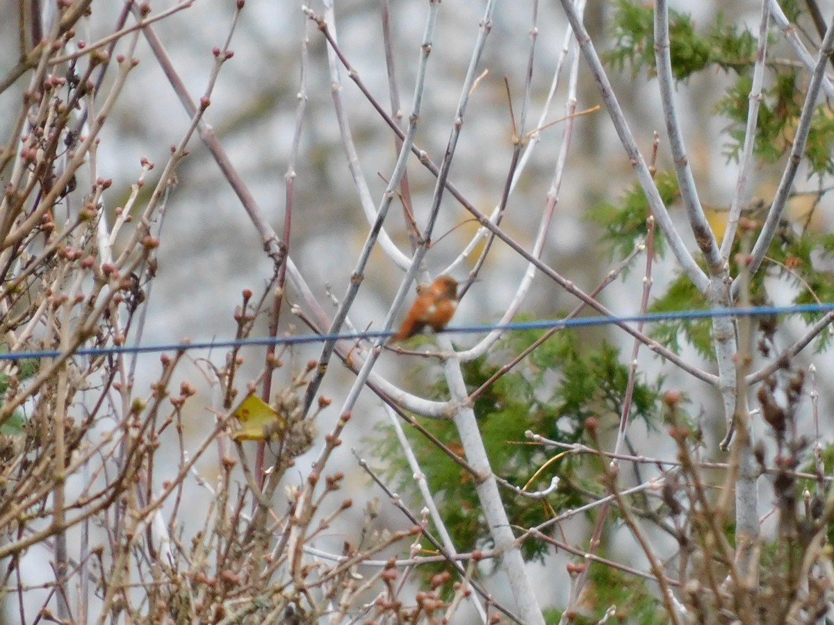 Rufous Hummingbird - ML646120673