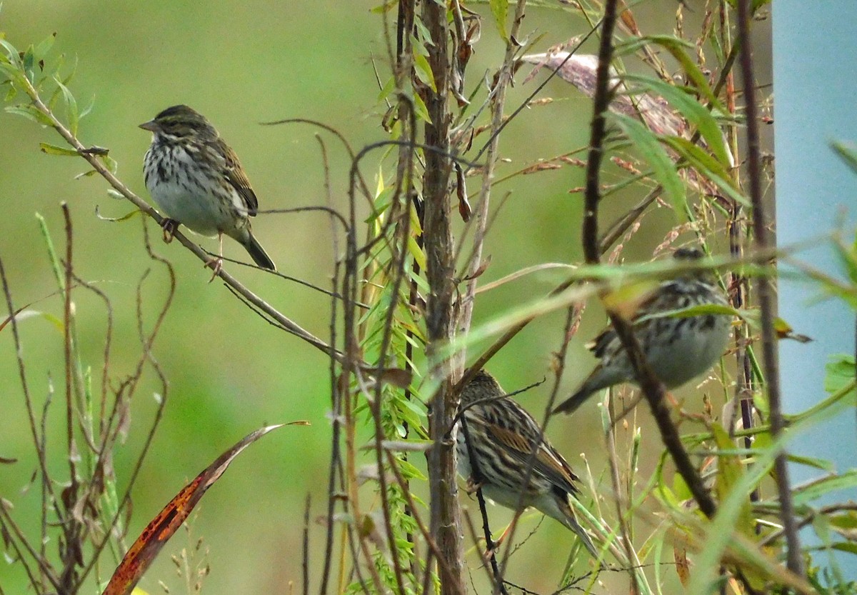 Savannah Sparrow - ML646120674