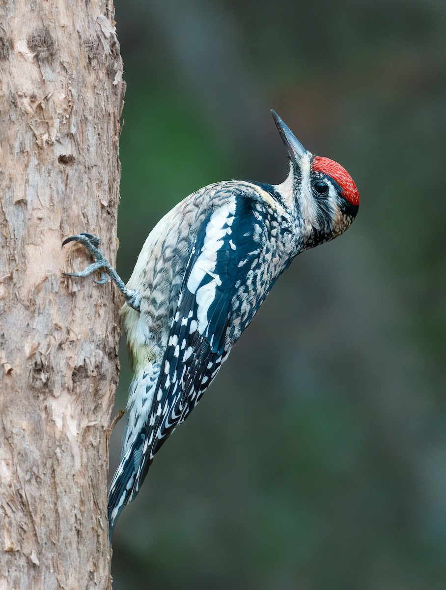 Yellow-bellied Sapsucker - ML646120676