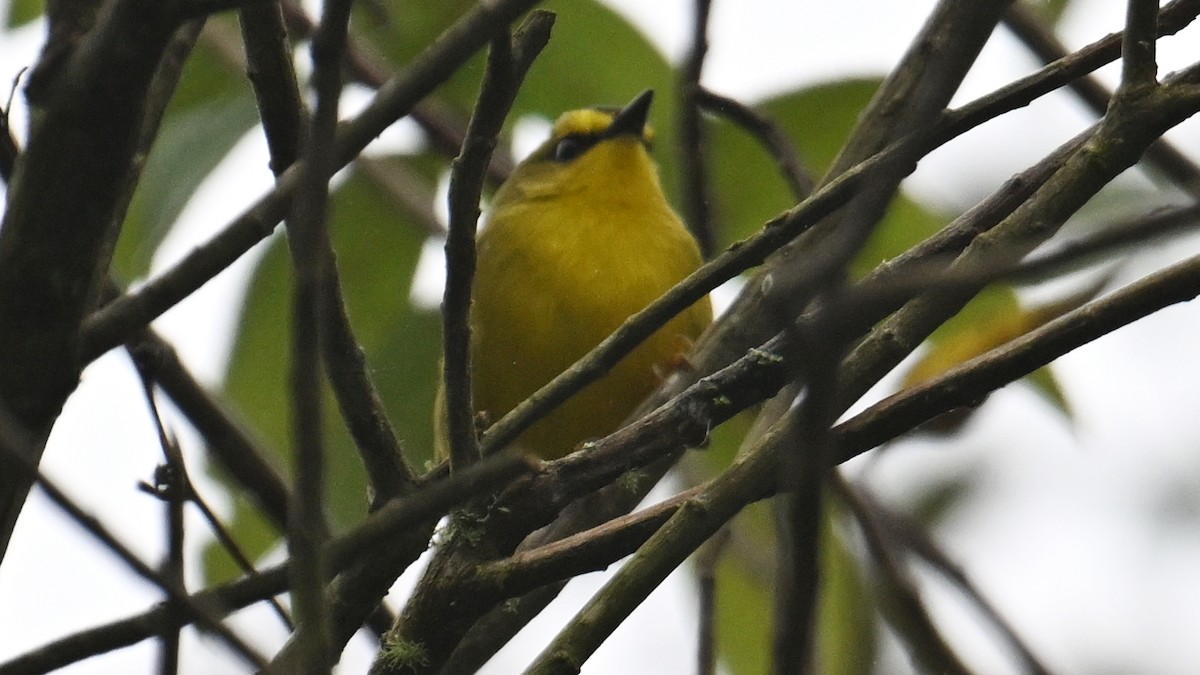 Black-crested Warbler - ML646120678