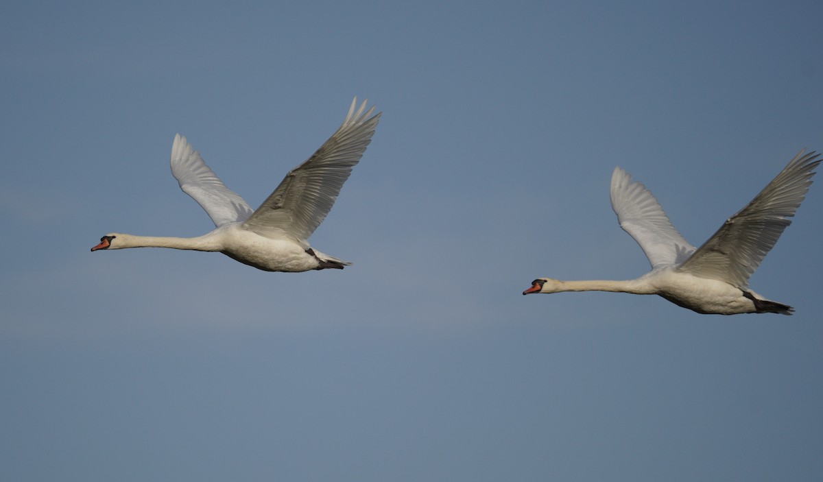 Mute Swan - ML646120680