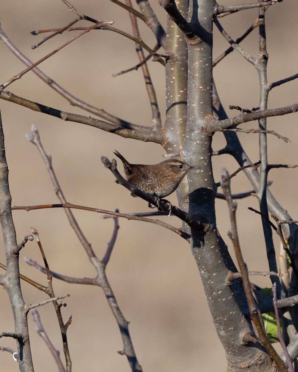 Winter Wren - ML646120683